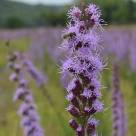 Button Blazing Star, Liatris Seeds